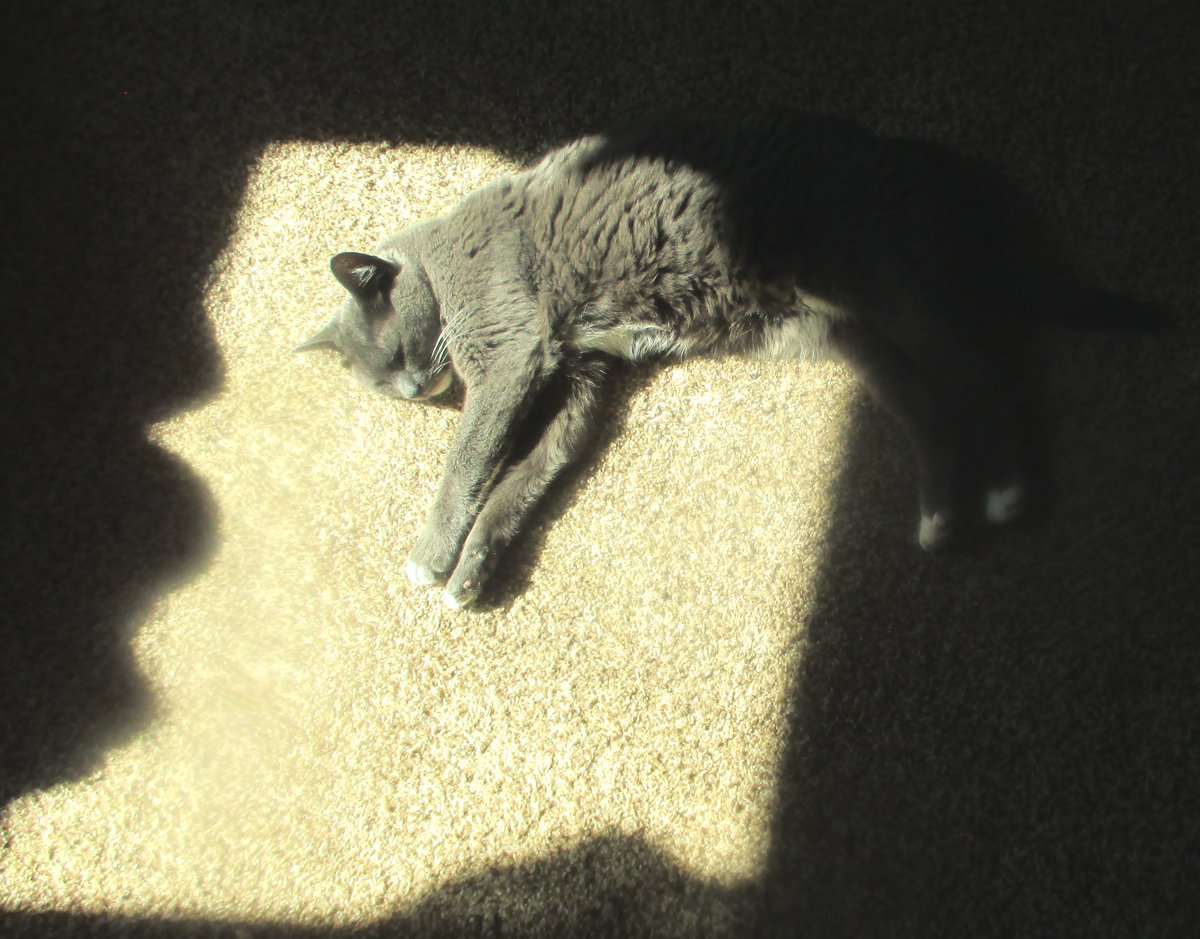 SusieQ6shooter's tweet photo. #SunPuddleSunday #throwback #Grayce #MissHer https://t.co/aQuo9La9nR