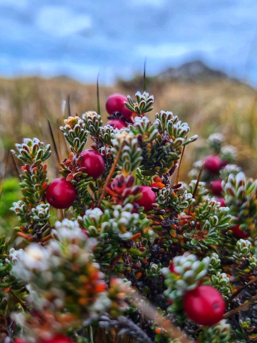 AndzB's tweet photo. I have just spent 4 glorious hours up in the hills with my girl. She took these gorgeous photos - I think Iโll let her take the photos from now. Very arty.
#falklands #falklandislands #flora #berries #diddledee https://t.co/5TwuQJn1cU