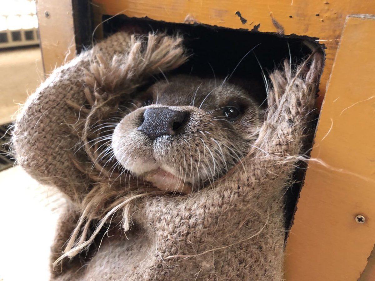 otteritarian's tweet photo. Why yes I am cozy, thanks for asking. https://t.co/LiNywpzY66