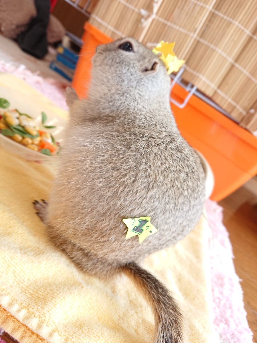 遠夜さん家のまめすけ tweet media