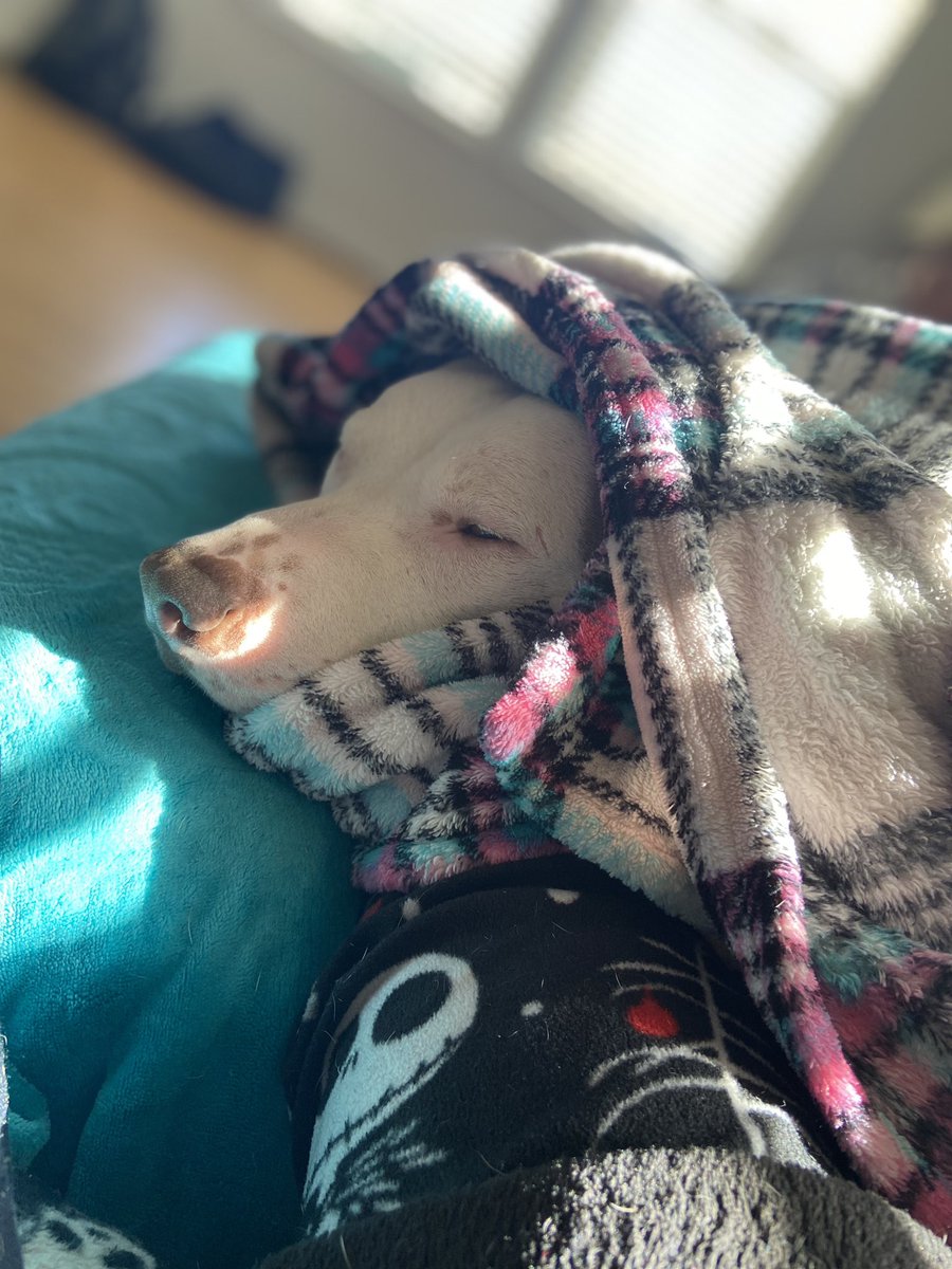 adarbe3's tweet photo. A sleepy nippy burrito #buster #Pitbull #DogsofTwittter https://t.co/MQZqcZ06SE