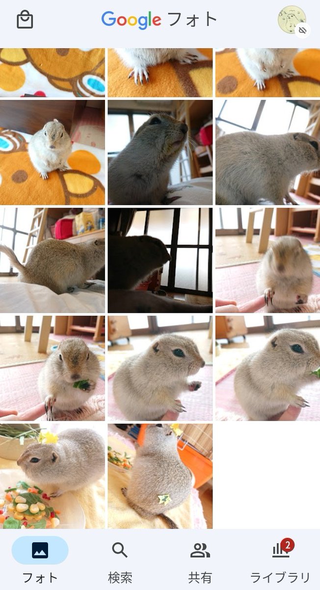 遠夜さん家のまめすけ tweet media