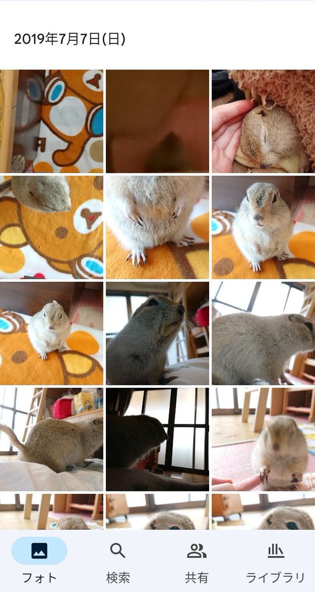 遠夜さん家のまめすけ tweet media