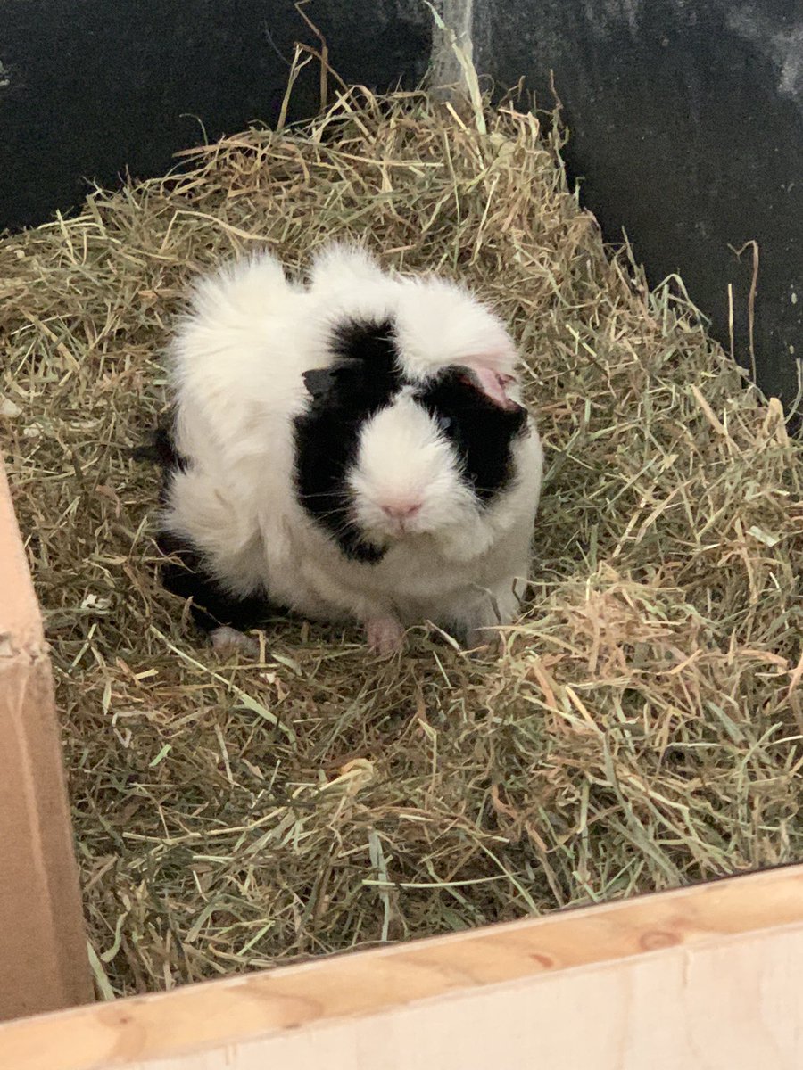NetWinTV's tweet photo. @PhunkRoyaI Heyho ❤️ Ich bin Ruffy und wünsch dir auch einen schönen Sonntag. 😄 https://t.co/NHrZfstPEL