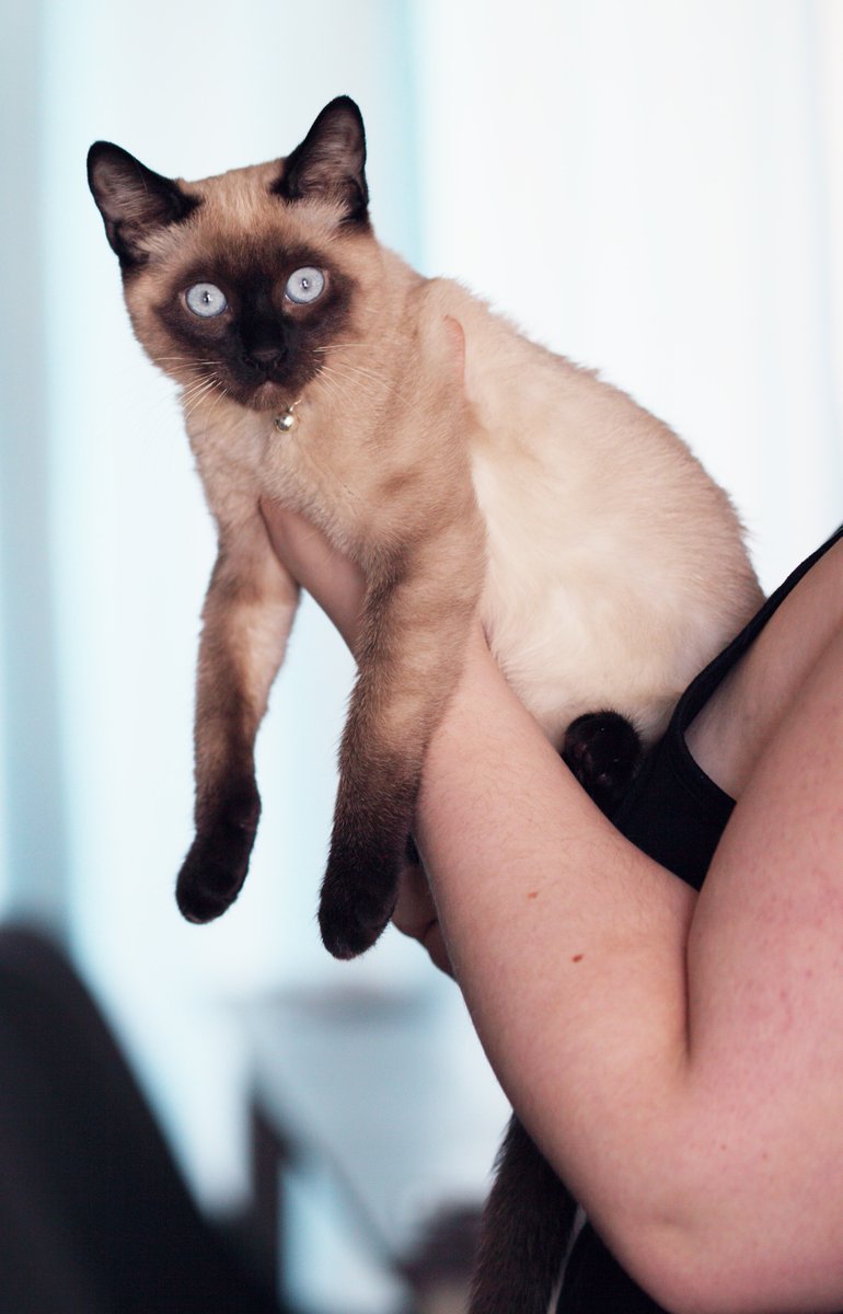 BecauseJim's tweet image. Lincoln was a real cat lover. Though no one knows what breeds he had at the Whitehouse.  The pictures below resemble some of the cats who lived in the Whitehouse with other presidents. #Firstcats #PresidentLincoln #lovecats #presidentialpets #namethatcat