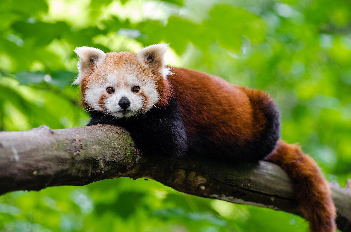 WeLove_Pandas's tweet photo. What do you know about Pandas? Comment below.#panda #pandapictures #pandalove #lovepandas https://t.co/6dYyuMWfqi