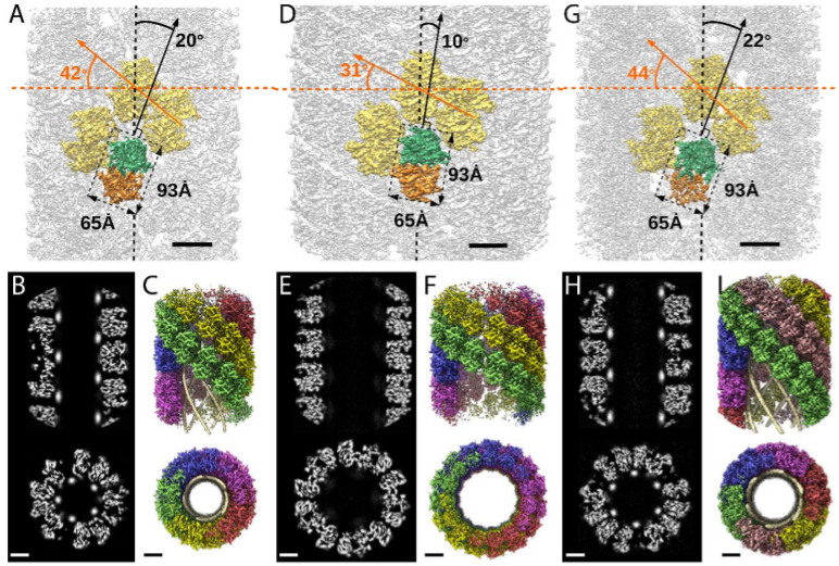 All, check out this incredibly cool story from @chantal_abergel and colleagues describing DNA packaging in a #giantvirus. An oxidoreductase doing double (or even triple?) duty in #Mimivirus. Paradigm shifting and so beautiful - check it out!  😍😍😍
biorxiv.org/content/10.110…