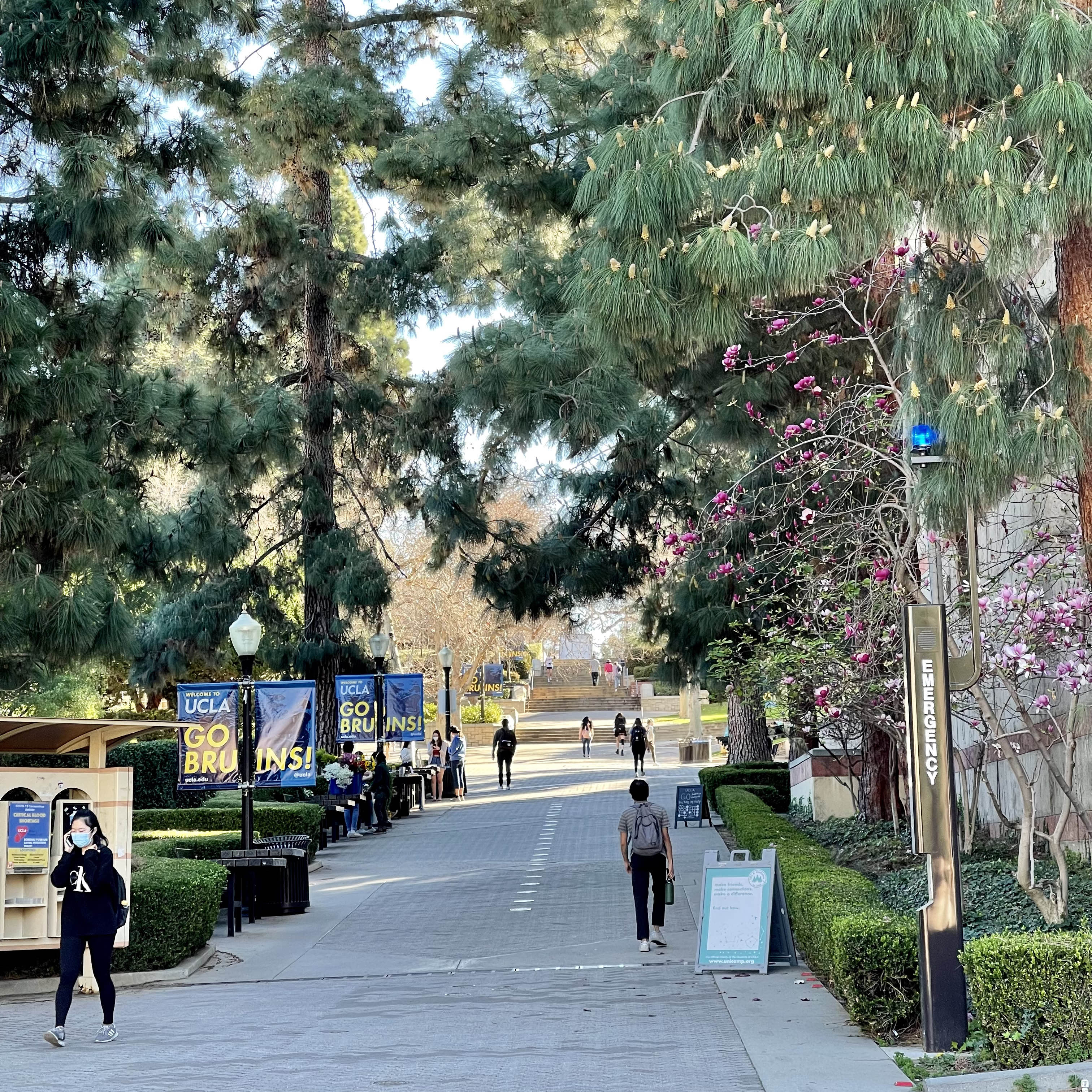 Bruin Walk