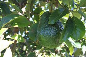 I misspelled avocados on this morning's <a href="/KinyonNewsNet/">The Kevin Kinyon Show</a> show. My apologies to #toast #guacamole #avocados #millennials and avocado communities worldwide. Perhaps if I'd embraced avocados earlier in life, this wouldn't have happened.