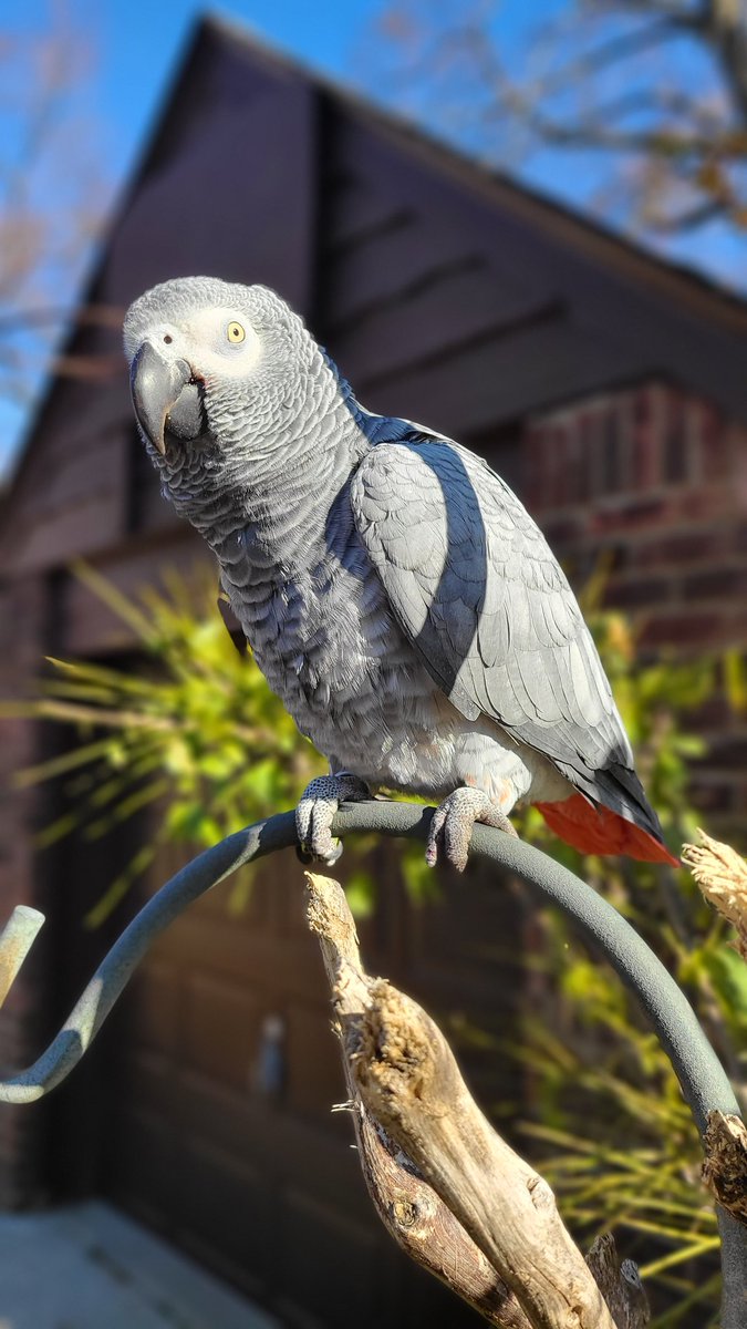 emiliainnyc's tweet image. Happy #NationalLoveYourPetDay to my little dinomonster Jambo 🦜