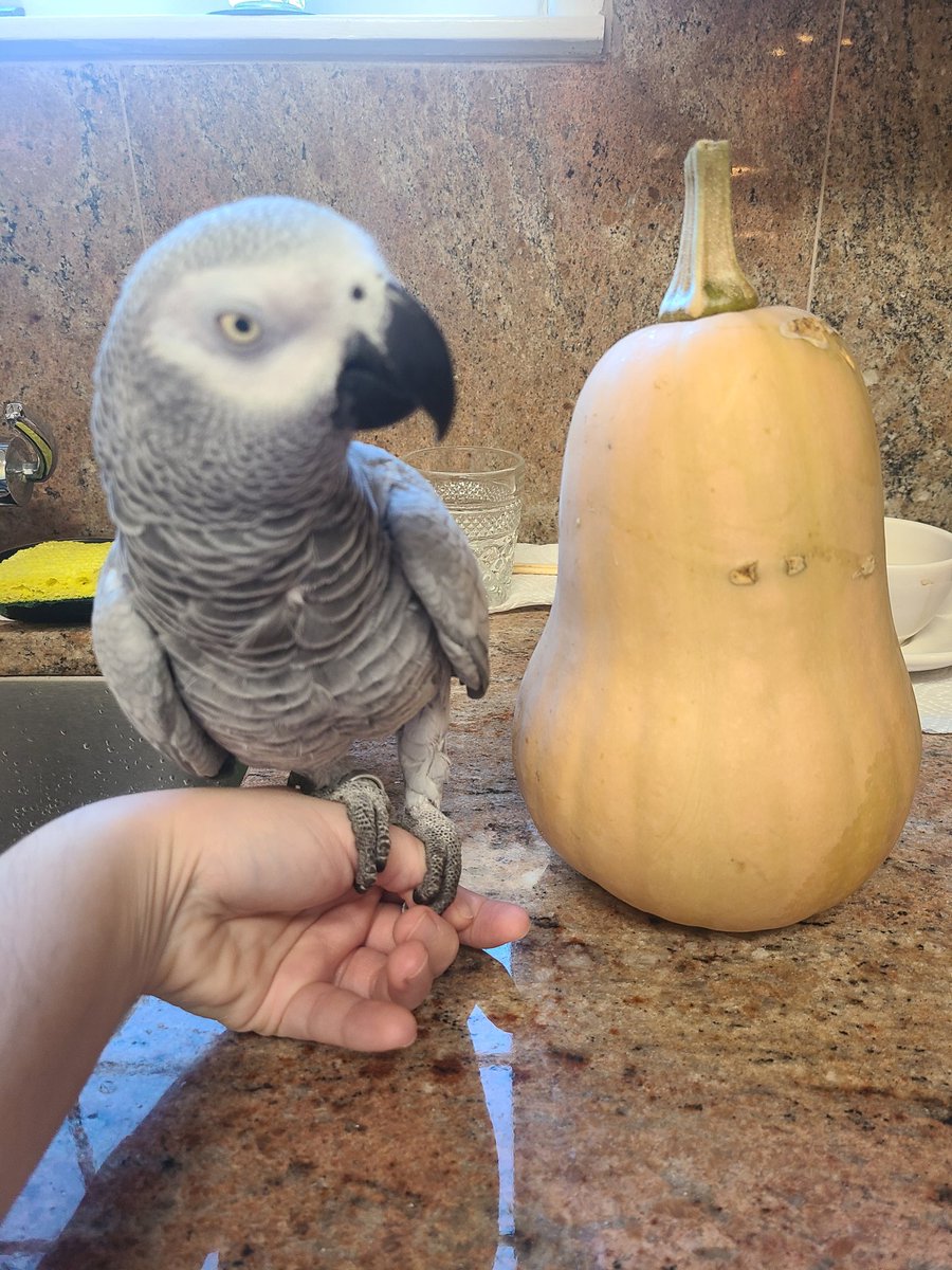 emiliainnyc's tweet image. Happy #NationalLoveYourPetDay to my little dinomonster Jambo 🦜