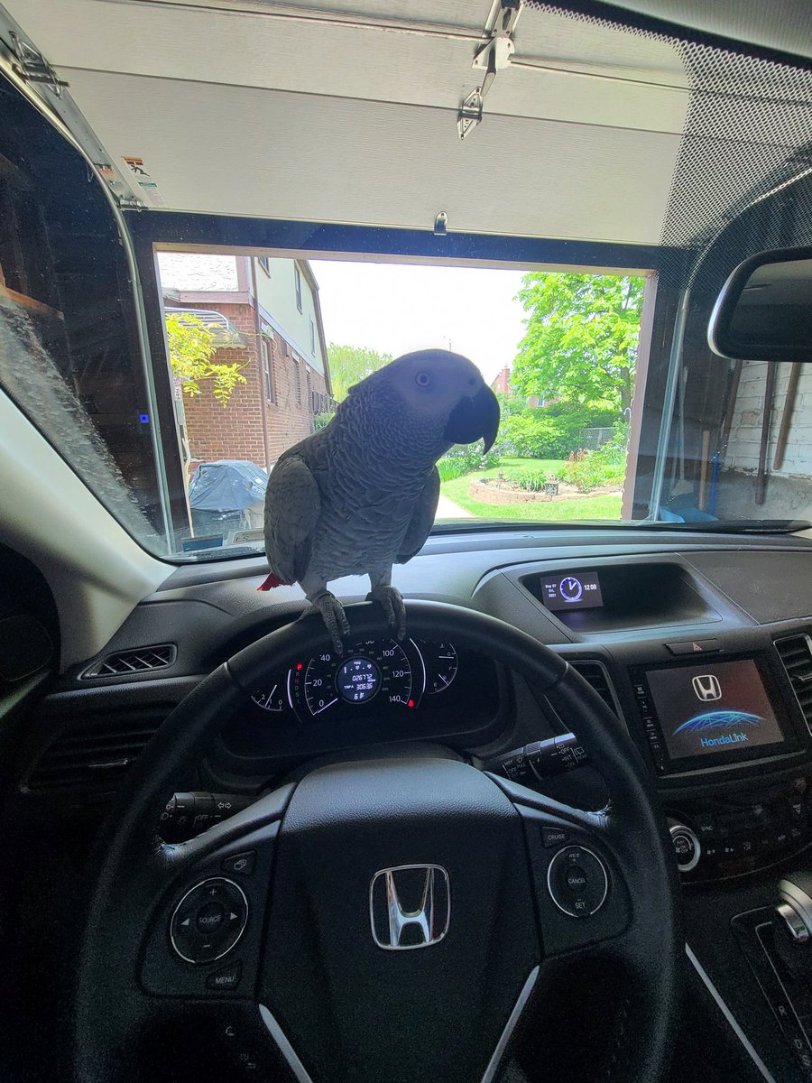 emiliainnyc's tweet image. Happy #NationalLoveYourPetDay to my little dinomonster Jambo 🦜