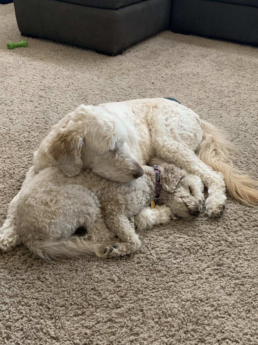 BMayzie's tweet photo. @alexaflotsam The cutest? Yes, that’s it. It’s the cutest. https://t.co/WkhCpO5xrT
