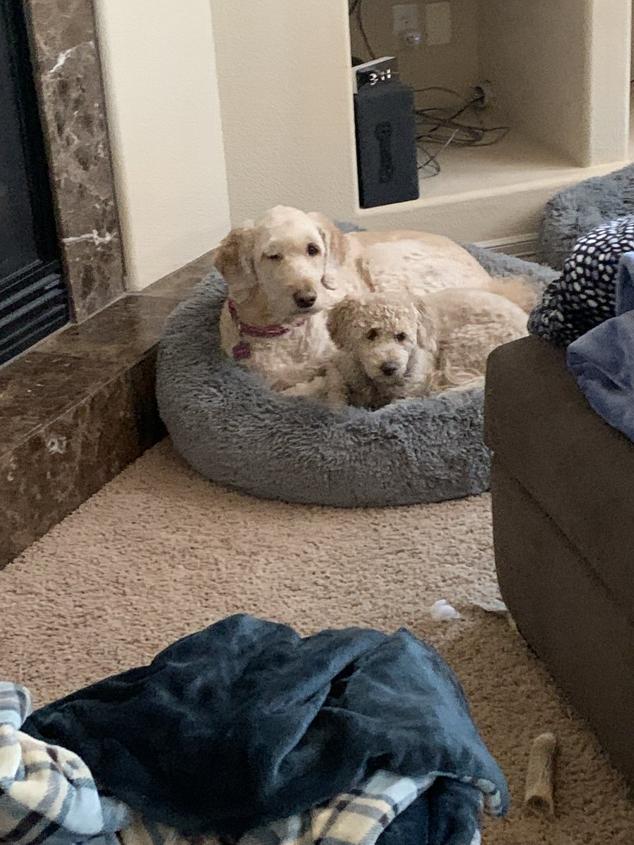 BMayzie's tweet photo. @alexaflotsam The cutest? Yes, that’s it. It’s the cutest. https://t.co/WkhCpO5xrT
