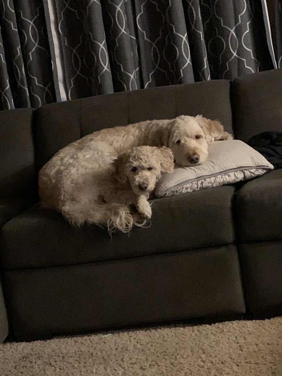 BMayzie's tweet photo. @alexaflotsam The cutest? Yes, that’s it. It’s the cutest. https://t.co/WkhCpO5xrT
