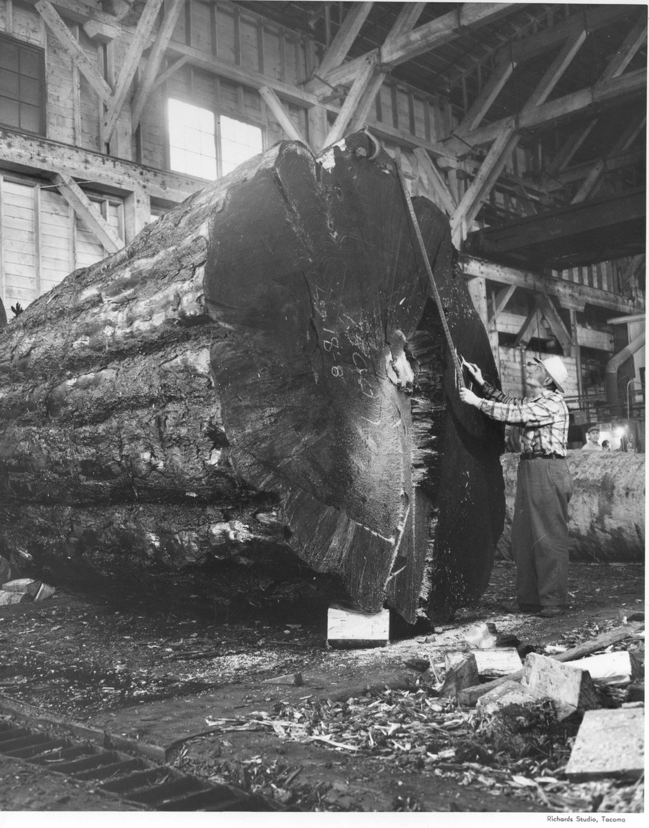 Tacoma_History's tweet image. An employee of Puget Sound Plywood was photographed while measuring an exceptionally large log on a log deck at the company's East "F" St. plant on February 20, 1958.

📷: @tacomalibrary 

#TimberTown #TacomaHistory