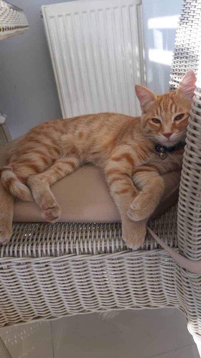 ANKARA ACİL
Mona 8 aylık, erkek, aşıları tam, hiç ilgilenilmediği bir evden terk edildi, bebekken yuvalandırılmıştı. Alıp kısırlaştırdık, gayet sağlıklı, mırıl mırıl bir güzellik. Acil yuva arıyoruz, lütfen paylaşın da ona gözünün bebeği gibi bakacak evini bulalım.🍀 05325267014