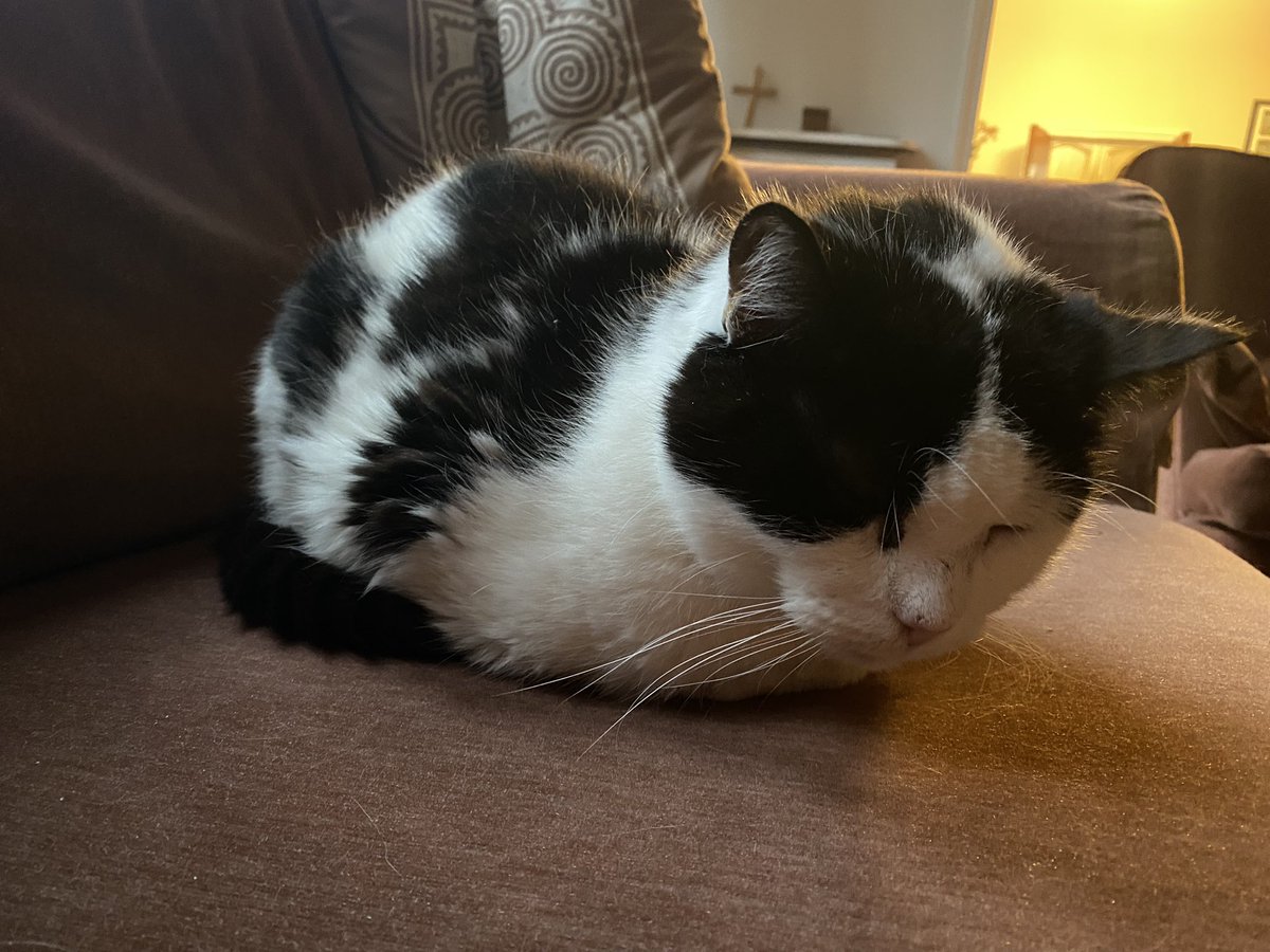 Biffathecat's tweet photo. Sometimes I sit and think, and sometimes I just sit. 

#BeLikeBiffa
#CatsOfTwitter
#SundayThoughts 
#SundayAfternoon https://t.co/I5UsFUIUXw