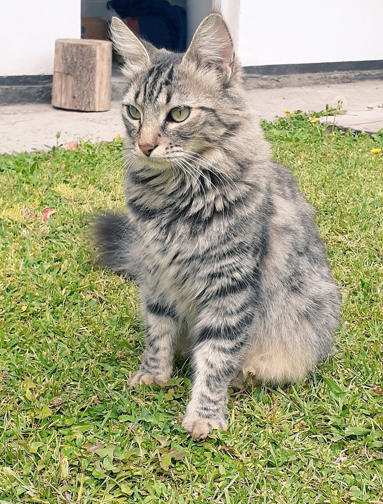 Judis6's tweet photo. #DiaInternacionalDelGato ❤🐱 #Michina #Giuse https://t.co/Sk8KFonrKP
