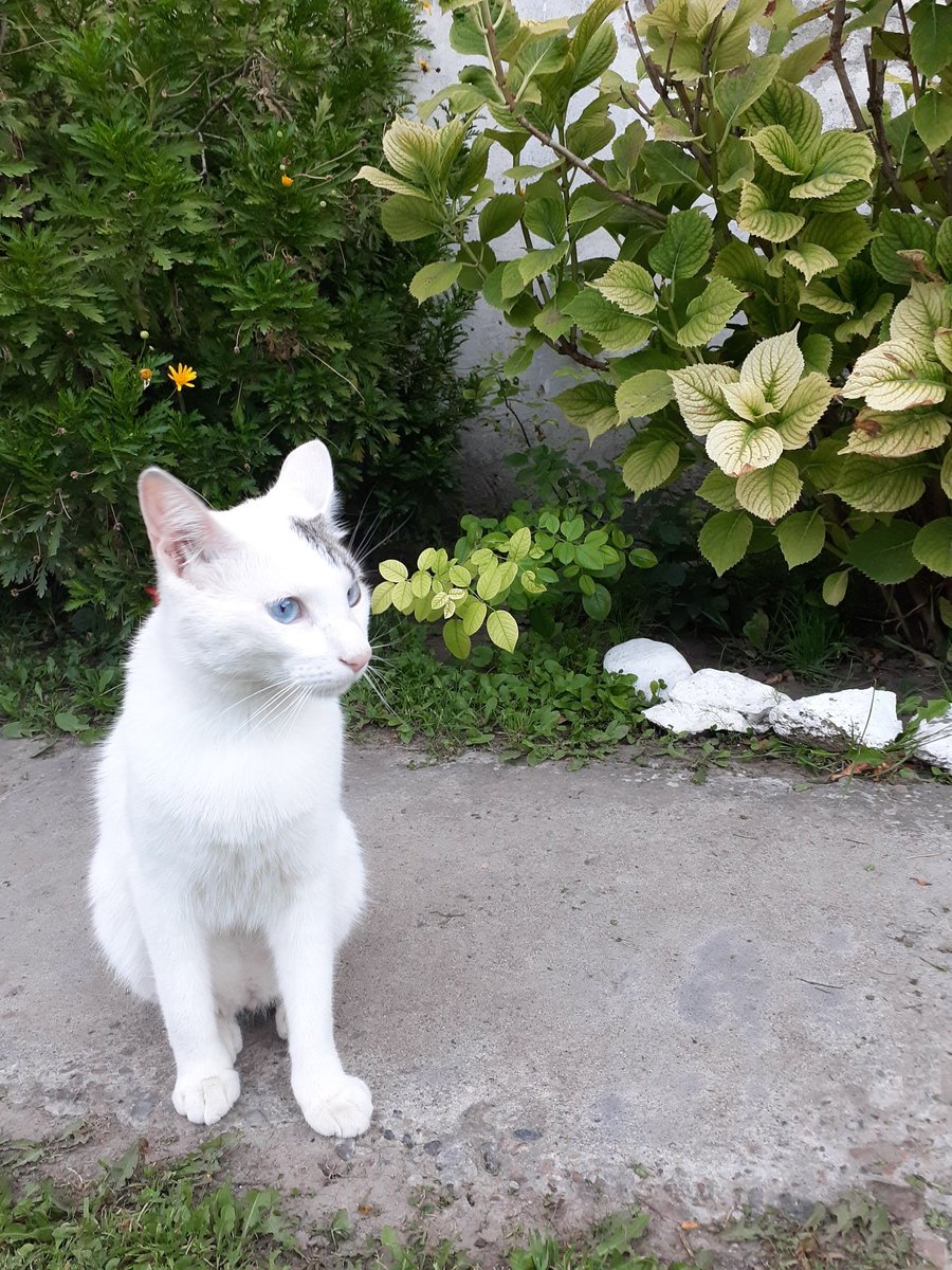 Judis6's tweet photo. #DiaInternacionalDelGato ❤🐱 #Michina #Giuse https://t.co/Sk8KFonrKP