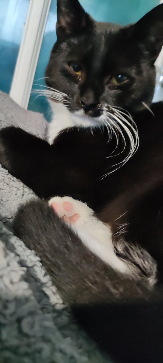 MindyTuxedo's tweet photo. See mien pink feets! Dad sez dems much cyoots! #Feets #PinkToeBeans #TuxieSquad #Tuxie #Smol #CatsOfTwitter https://t.co/uRWBq9DjHT