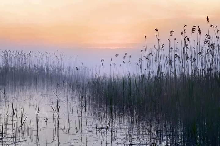 HossainNilofar's tweet photo. “The dream of my life is to lie down by a slow river 
and stare at the light in the trees —
to learn something by being nothing.”

― Mary Oliver

© Rimantas Bikulčius https://t.co/cwOdK2nJKw