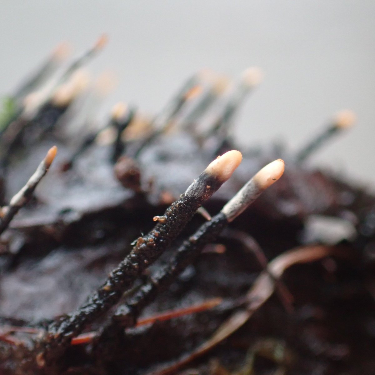 Charlotte Rankin tweet media