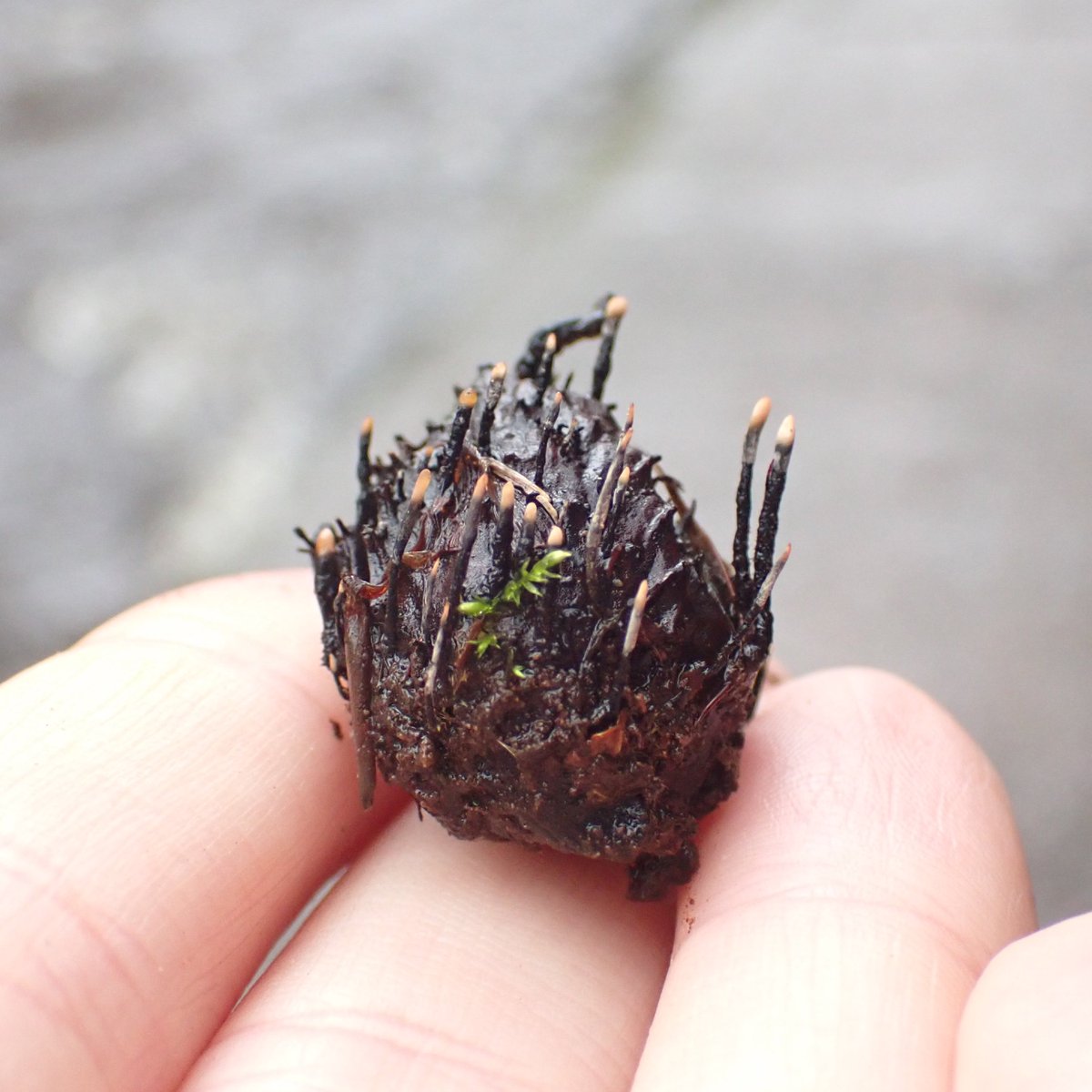 Charlotte Rankin tweet media