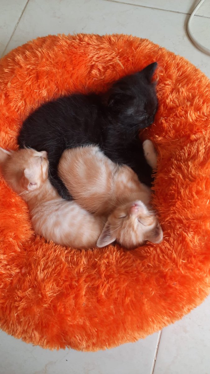 ryanisoleha's tweet photo. Seneng banget mau dikasih 1 kitten lagi bulan depan..biar ada temennya 🐱Bochil kami dirumah. https://t.co/9isJiCRW3N