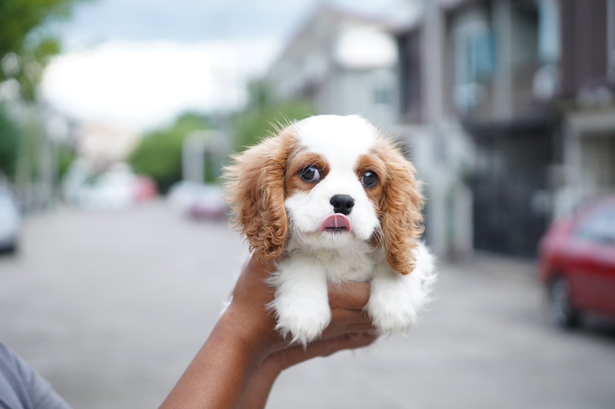 Dogfriendly15's tweet photo. ขอบคุณลูกค้าที่ไว้ใจให้เรานำเข้าสุนัขจากต่างประเทศ..🙏🏻

คาวาเลียร์ คิง ชาลส์ สแปเนียลราคา นำเข้าคาวาเลียร์ คิง ชาลส์ สแปเนียล ขายลูกสุนัข คาวาเรียราคา CavalierKing Charlea Spaniel 

สนใจน้องคาวาเลีย สอบถามราคา มีให้เลือกชมได้ที่เวปไซต์ข้างล่างนี้👇👇

https://t.co/nfXCBRFIJg https://t.co/idX8HN8Tcs