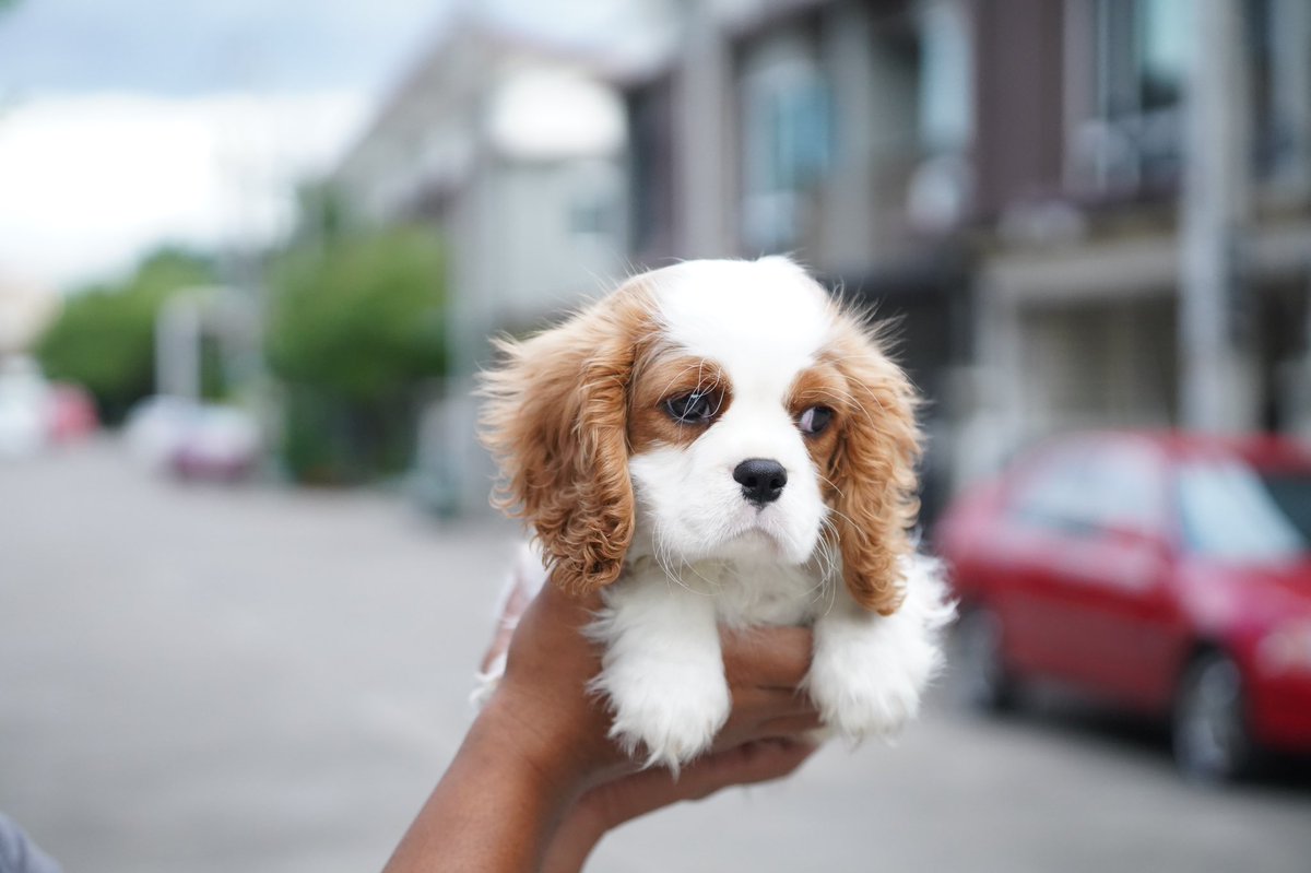 Dogfriendly15's tweet photo. ขอบคุณลูกค้าที่ไว้ใจให้เรานำเข้าสุนัขจากต่างประเทศ..🙏🏻

คาวาเลียร์ คิง ชาลส์ สแปเนียลราคา นำเข้าคาวาเลียร์ คิง ชาลส์ สแปเนียล ขายลูกสุนัข คาวาเรียราคา CavalierKing Charlea Spaniel 

สนใจน้องคาวาเลีย สอบถามราคา มีให้เลือกชมได้ที่เวปไซต์ข้างล่างนี้👇👇

https://t.co/nfXCBRFIJg https://t.co/idX8HN8Tcs