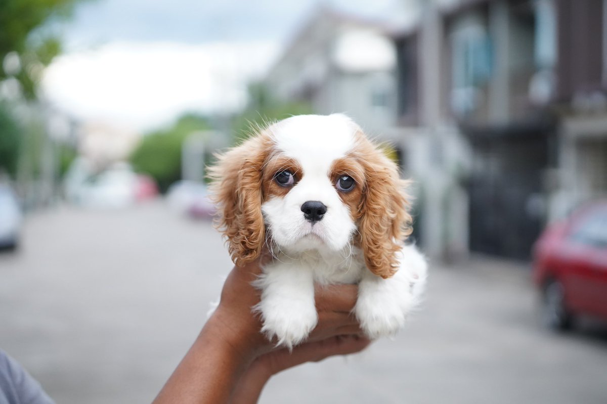 Dogfriendly15's tweet photo. ขอบคุณลูกค้าที่ไว้ใจให้เรานำเข้าสุนัขจากต่างประเทศ..🙏🏻

คาวาเลียร์ คิง ชาลส์ สแปเนียลราคา นำเข้าคาวาเลียร์ คิง ชาลส์ สแปเนียล ขายลูกสุนัข คาวาเรียราคา CavalierKing Charlea Spaniel 

สนใจน้องคาวาเลีย สอบถามราคา มีให้เลือกชมได้ที่เวปไซต์ข้างล่างนี้👇👇

https://t.co/nfXCBRFIJg https://t.co/idX8HN8Tcs