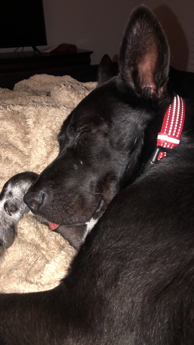 KCTV5's tweet image. It's National Love Your Pet Day!  Make sure to share the love by posting a picture of them down below! 👇👇