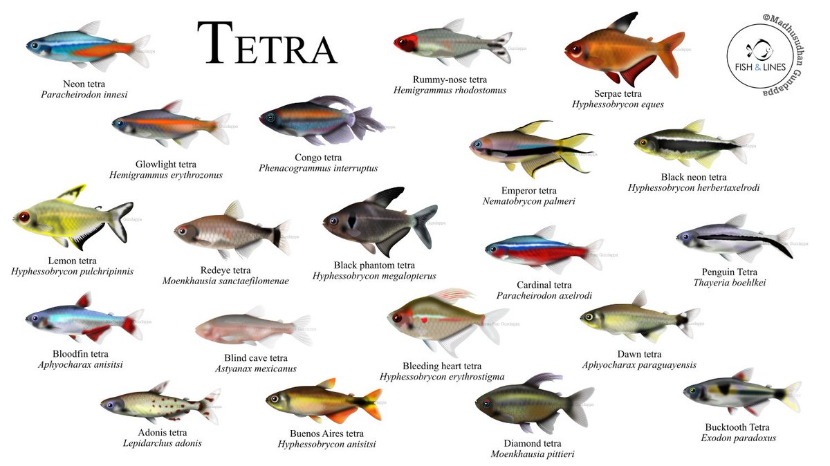 fish_lines's tweet image. Had a very busy time moving and settling into Berlin 🇩🇪, could not get my workstation sorted until the last couple  of days. An off-theme #SundayFishSketch with new tetras into my previous panel. Looking forward to drawing new fishes from new city!
#sciart #fishsketch