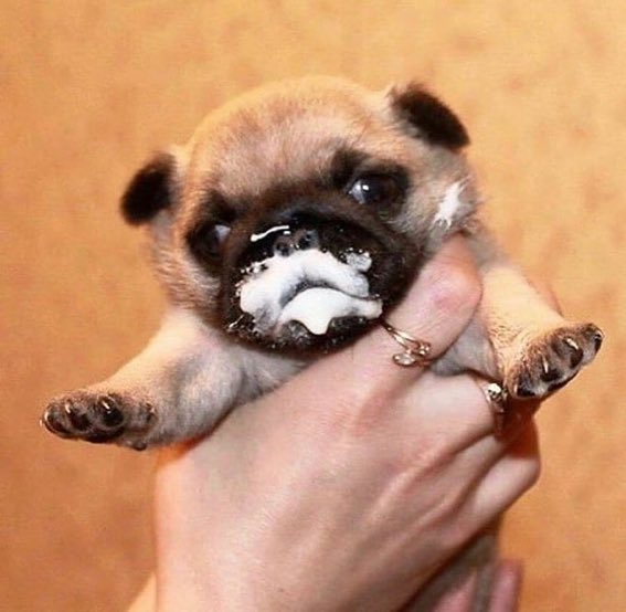 Loulou_thepug's tweet photo. Omg 😳 https://t.co/Bcf0aPlKXH
