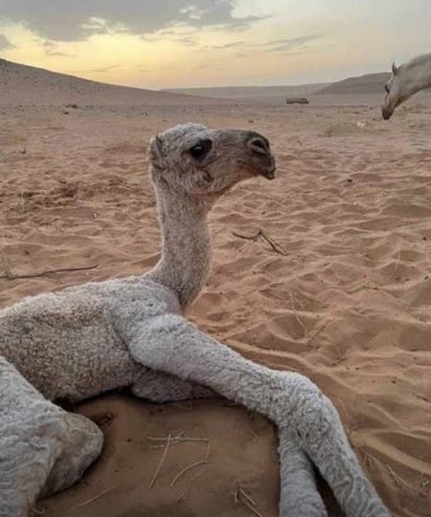 kha_o09's tweet photo. القعود طراح اليوم ابي رايك وراي متابعينك 

#مشوره https://t.co/MqrH9g2xtK