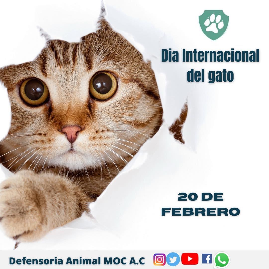 DefensoriaMOC's tweet photo. ¡Feliz Día Internacional del Gato! 🐱  
¿Sabías que el 20 de febrero no es la única fecha del año dedicada a estos cautivadores animales? ¡tienen 3 fechas internacionales!
  
El objetivo de estas fechas es concienciar a la población sobre una tenencia responsable. https://t.co/taxdTgd3A2