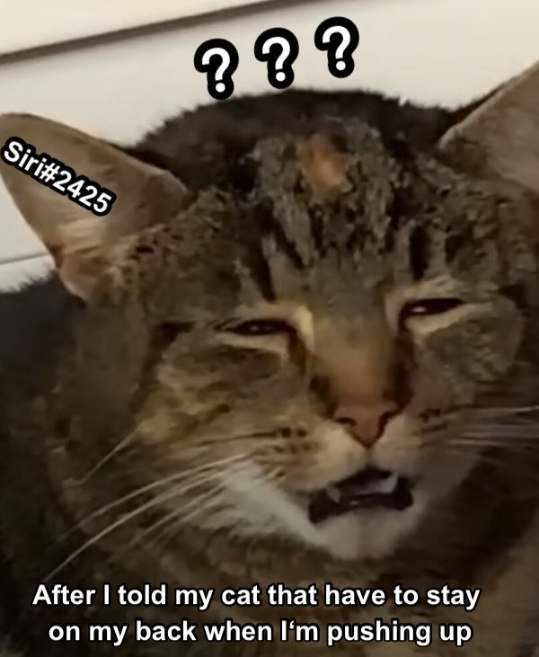 XDXDXDorz's tweet photo. @nekonationNFT @rocielart @zenaviart @roost_tie 
#nekonation #lmeow https://t.co/tVieEEZY9b