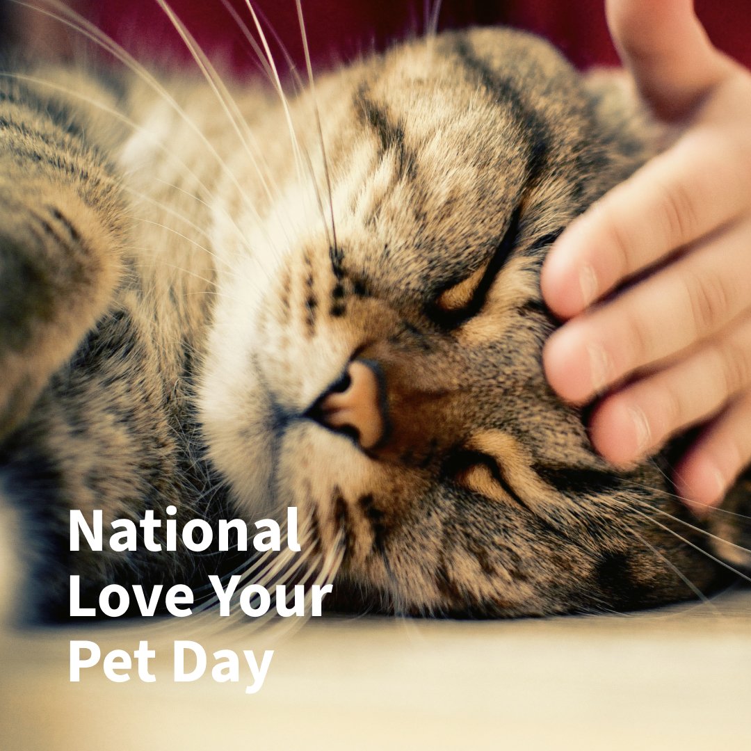 pet valu fancy feast