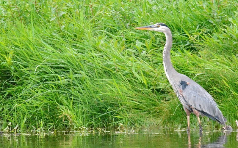 Upper Missouri Watershed Alliance tweet media