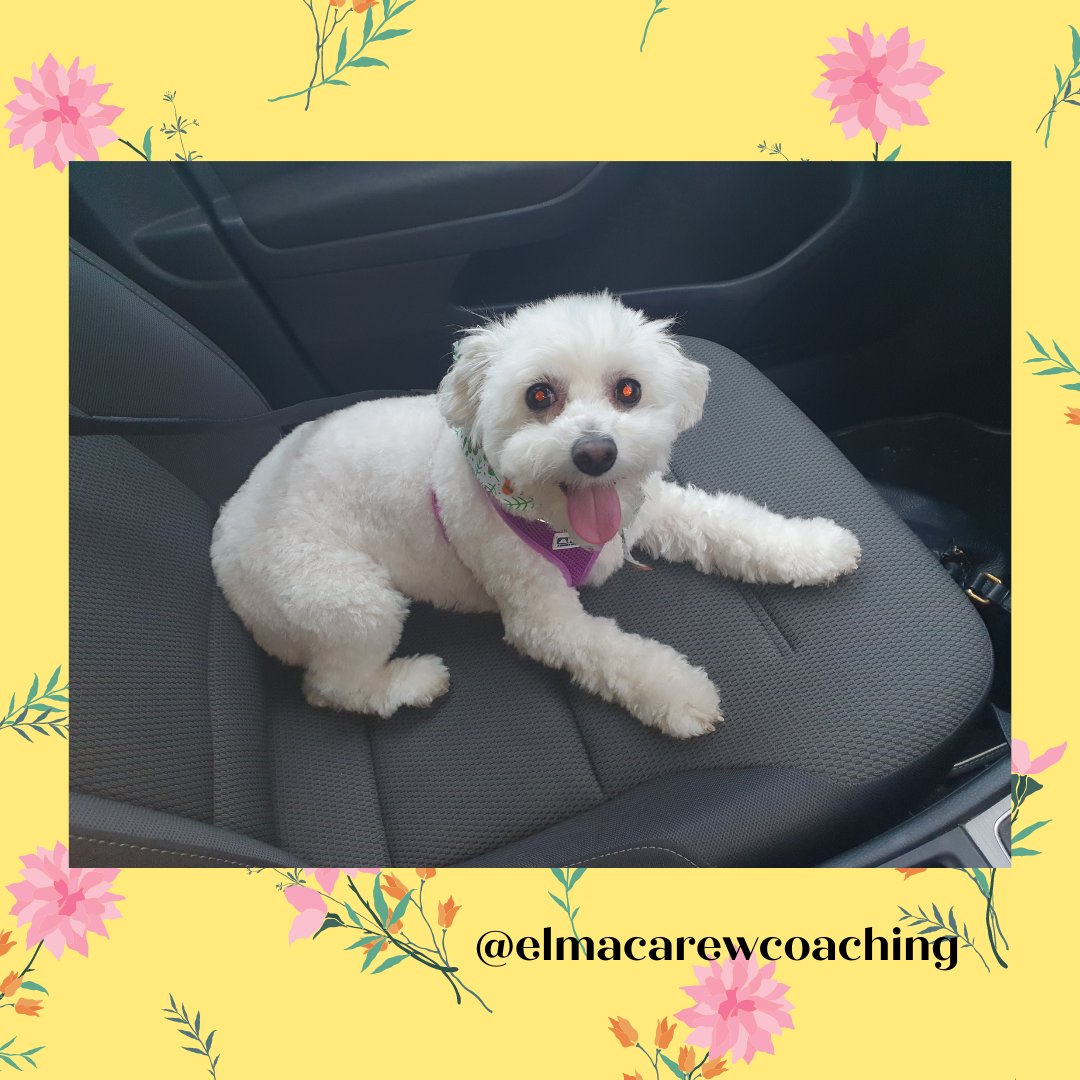 Happy love your pet day! 

Our little legend Roxy 💓

#nationalloveyourpetday #loveyourpetday