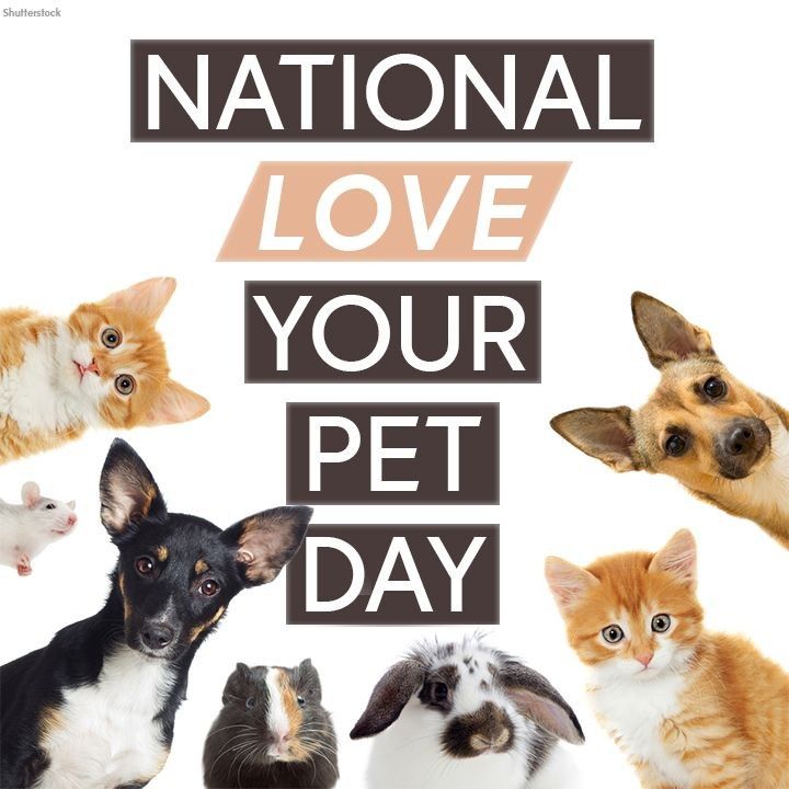 ABC7NY's tweet image. Today we celebrate National Love Your Pet Day, a day to embrace one special trait that makes us human: our love of our pets! #pets #animals #dogs #cats #cutepets