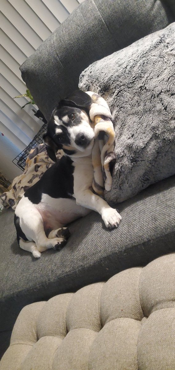 NotAmandaHimes's tweet photo. Pete was diagnosed with metastic pancreatic cancer a few weeks ago and is doing chemo, cherishing every moment I have left with him!  #NationalLoveYourPetDay
#dogcancersucks #caninechemotherapy https://t.co/0PqtZvv8Be