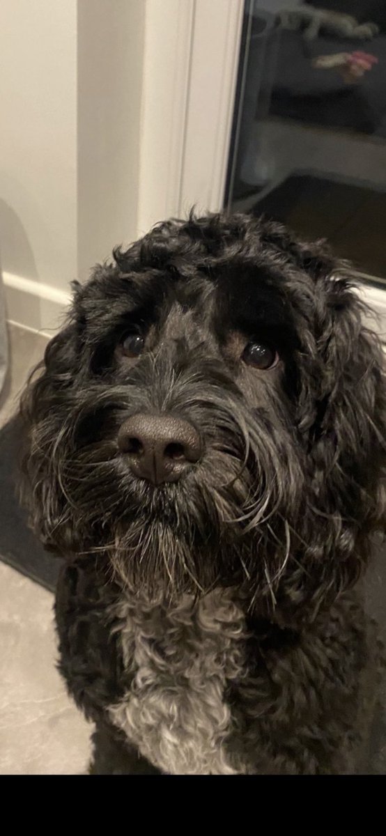 #NationalLoveYourPetDay meet Ronnie who we love everyday 💙 <a href="/LFRSFireControl/">Leicestershire Fire Control</a> come on share your loved pets too