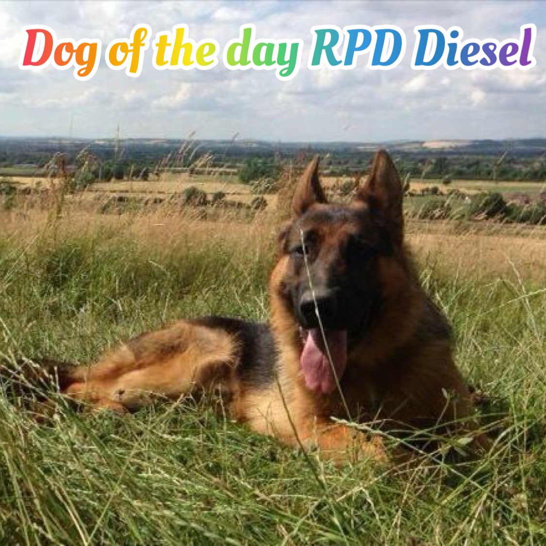Our dog of the day today is RPD Diesel.

It’s with a heavy heart that we share with you that Diesel has crossed the rainbow bridge🌈. Our thoughts are with his family at this sad time😢

Thank you for your service🐾💙🐾
#WeWillRememberYou 

<a href="/K999CopsOAPs/">K999Cops-OAPs</a>