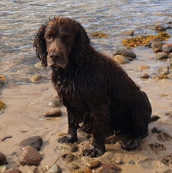 millypod1's tweet photo. RUSTY HOME SAFE. THANKS FOR RT's πππΎ
18 FEB 2022 #Lost RUSTY #ScanMe
Brown Cocker Spaniel Male
Rosehall Trails #Rosehall #Highland #Scotland #IV27
SIGHTINGS PLZ**
https://t.co/iwyUJP1HLo https://t.co/Ax3tRpemgS