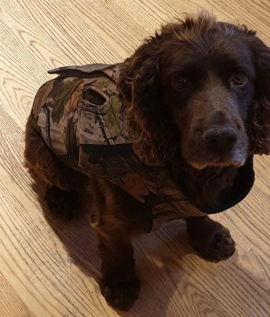 millypod1's tweet photo. RUSTY HOME SAFE. THANKS FOR RT's πππΎ
18 FEB 2022 #Lost RUSTY #ScanMe
Brown Cocker Spaniel Male
Rosehall Trails #Rosehall #Highland #Scotland #IV27
SIGHTINGS PLZ**
https://t.co/iwyUJP1HLo https://t.co/Ax3tRpemgS
