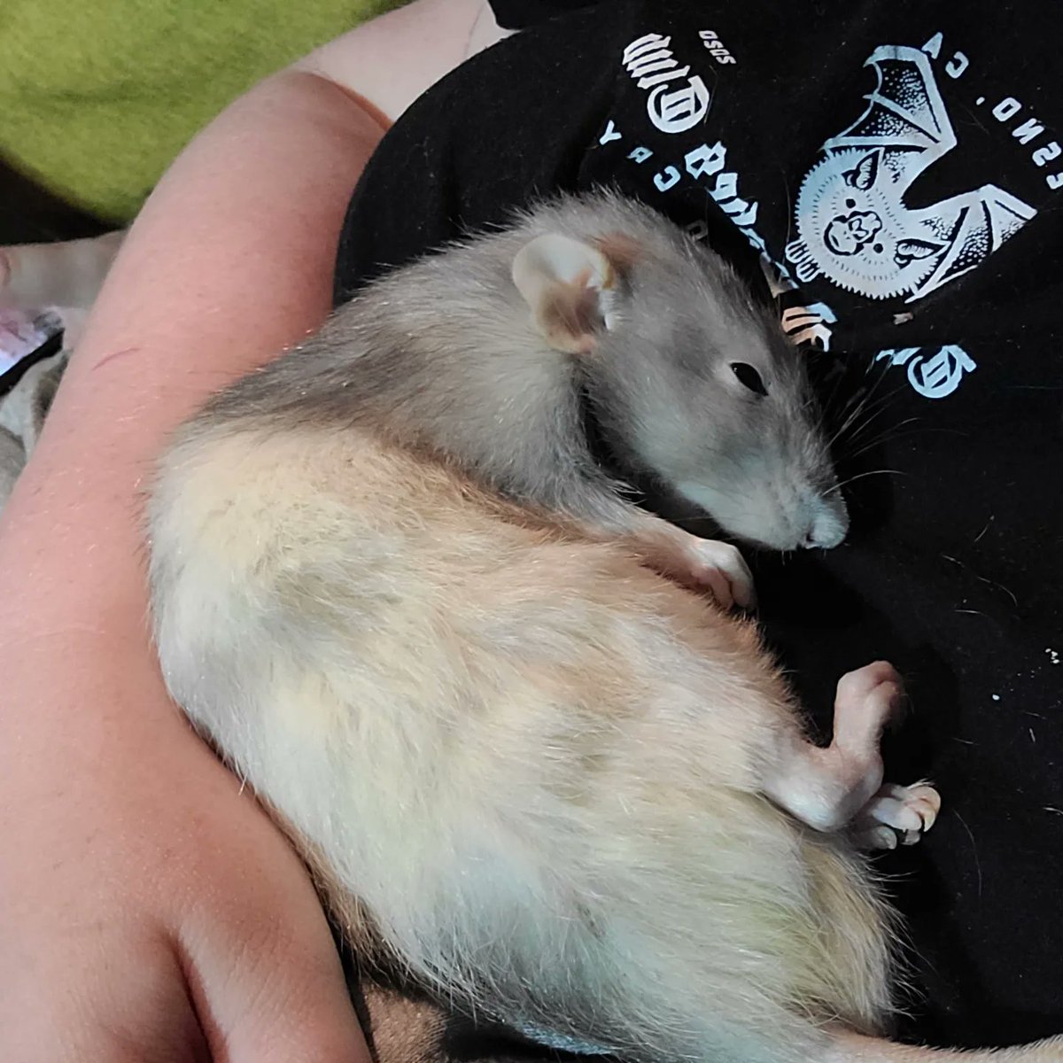we had to say goodbye to Gus last night. hug your ratties extra today for me 🌈🖤