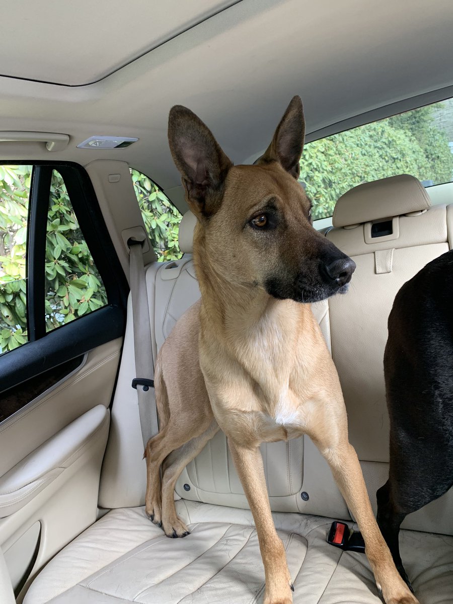 EuginaJordan's tweet photo. On Sundays, these three @TelecomDogs like going for car rides. #Dog #dogsoftwitter #dogs Wind in their ears, not a care in the telecom world. https://t.co/5BjBHUR6yM