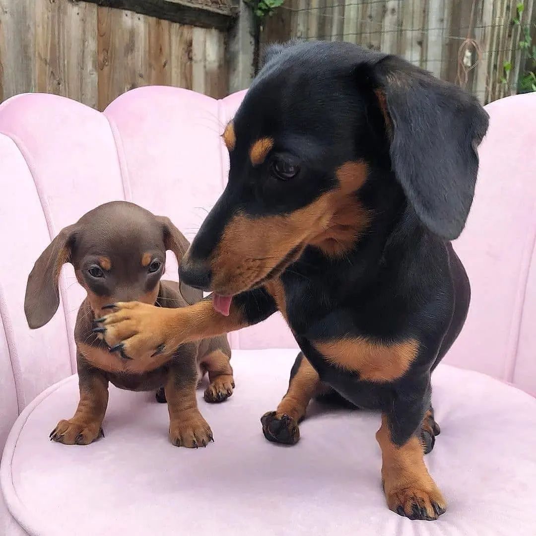 Lover9Dog's tweet photo. Love for little children dog..
#dogsforlife #dogslove #dogsmile #doge https://t.co/nwr00GjGSk